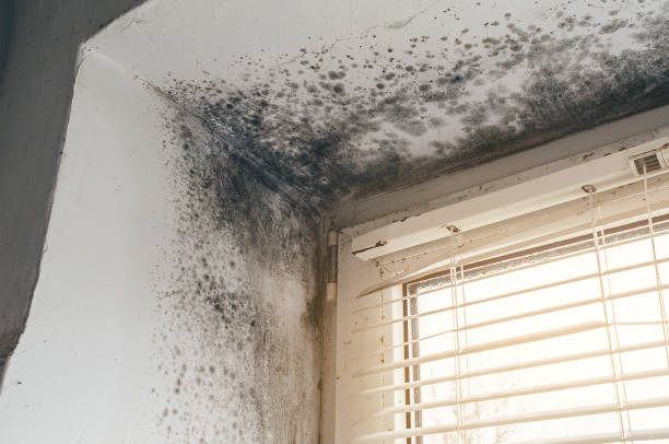 Affordable Mold Inspection And Testing solutions in Cross Fork, PA